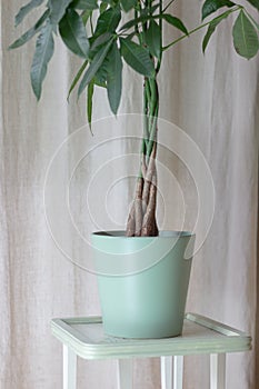 Vintage interior design with a Pachira Aquatica Money Tree with a braided tree trunk. House plant design on light Brown