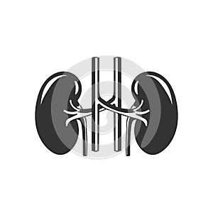 Vintage Isolated Cross Section of the Human Kidney for Medical Internal Organ Education