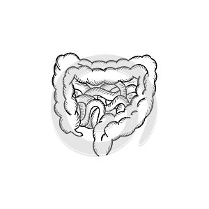 Vintage Isolated Cross Section of the Human Small and Large Intestine or Colon for Medical Internal Organ Education