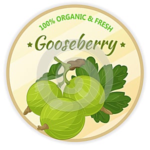 Vintage label with gooseberry isolated on white background in cartoon style. Vector illustration. Fruit and Vegetables