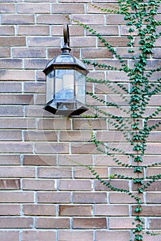 Vintage lamp light bulb and Trees covered on brick wall exterior design for building architecture home and living decorated