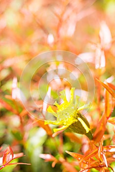 Vintage landscape nature flower background