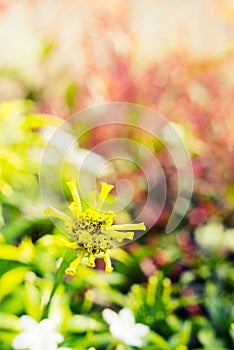 Vintage landscape nature flower background