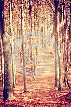 Vintage landscape with road