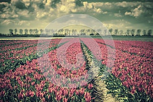 Vintage Landscape with Tulip Field