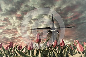 Vintage landscape with tulip fields and windmill