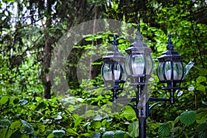 Vintage lanterns in the forest