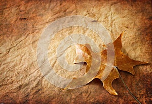 Vintage leaf background. single brown leaf against textured background.