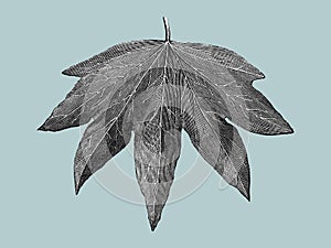 Vintage leaf drawing illustration vector