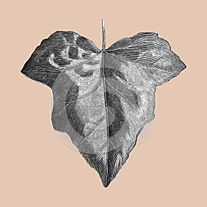 Vintage leaf illustration drawing vector