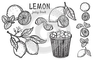 Vintage lemon tree sketch.