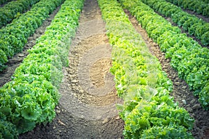 Vintage lettuce farm ready to harvest in Kent, Washington, USA