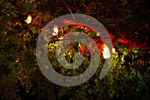 Vintage light bulbs hanging on the ceiling of a tree in the park.Lamps hanging from the ceiling of a cafe in the night