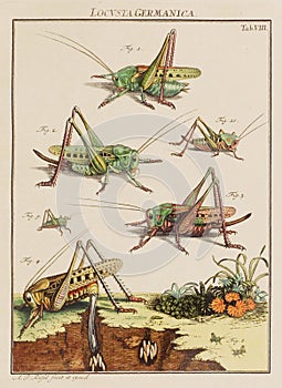 Vintage Locust illustration