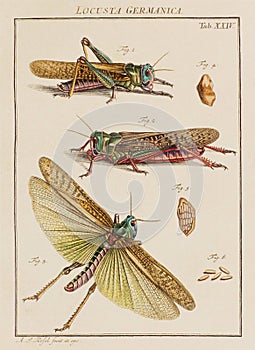 Vintage Locust illustration