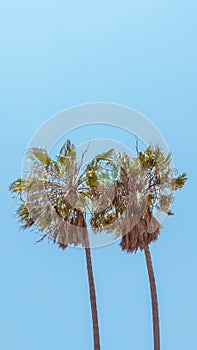 Vintage look of Palm trees on blue sky background