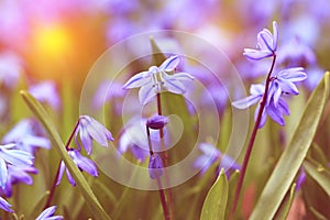 Vintage look photo of blue spring flowers