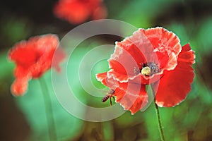 Vintage look of simbolic red poppy with a bee photo