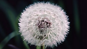 Vintage macro of dandelion flower, soft extreme close up, abstract