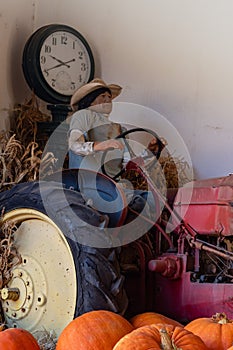 Vintage manikin of hispanic native amercian farm worker driving an old antique tractor with large orange pumpkins in the foregroun