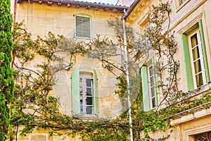 The vintage mansion with grape vines and twisted rose plants, Tarascon, France