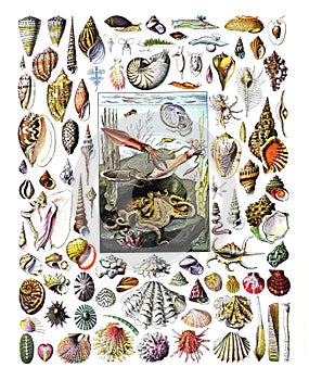 Vintage many different color Shells fosil collection hand drawn / Antique engraved illustration from from La Rousse XX Sciele