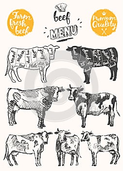 Vintage meat menu scheme beef cuts drawn vector