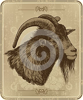 Vintage menu with goat, hand-drawing. Vector
