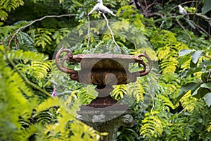 Vintage metal urn surrounded by foliage in a garden