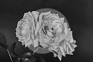 Vintage monochrome macro of a bunch of lush old rose blossoms on black textured paper  background