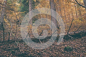 Vintage moody forest, wild nature, outdoor travel background