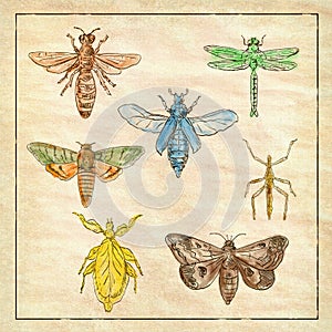 Vintage Moth, Dragonfly, Mantis and Stick Insect Collection on Antique Paper