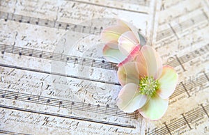 Vintage music with hellebore flowers