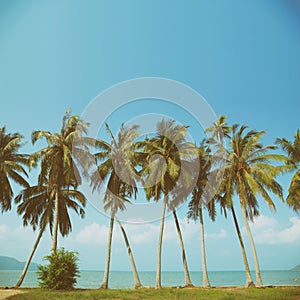 Vintage nostalgic stylized palm tress on ocean beach photo