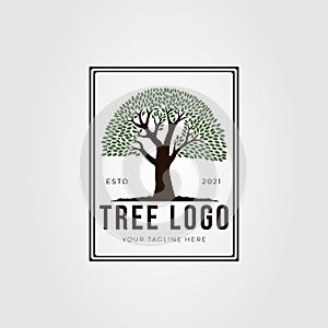 vintage Oak tree or banyan plant logo vector illustration design