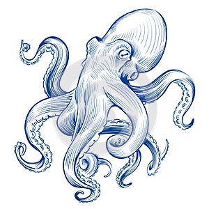 Vintage octopus. Hand drawn squid engraved ocean animal. Etching octopus vector illustration