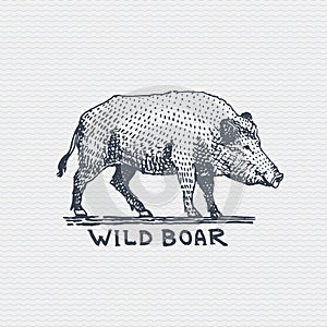 Vintage old logo or badge, label engraved and old hand drawn style wild boar, pig