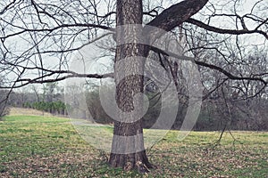 alone tree at city park