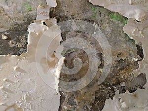 Vintage old wall with rough peeled and cracked paint, wet humid and fungi as old texture background