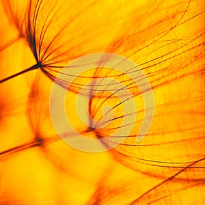 Vintage Orange abstract dandelion flower background