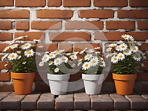 vintage orange brick wall decorated with white daisy in small pots for background.