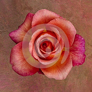 Vintage orange pink rose blossom macro on colored textured paper background