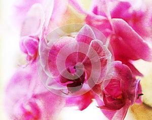 Vintage orchid flower paper background