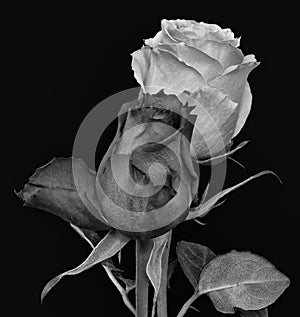 Vintage painting style dark gray and white  rose blossom pair monochrome macro