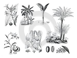 Vintage palm collection. botany plants. hand drawn plant illustration. hand drawn floral and organic plant set. canna indica, musc