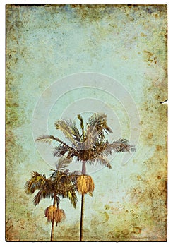 Vintage Palm Postcard