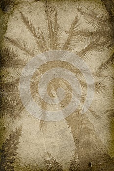 Vintage Palm Tree Imprint Background