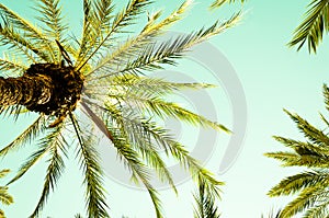 Vintage palm tree and palm leafs against the sky