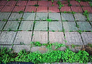 Vintage park pavement with bottom aligned grass