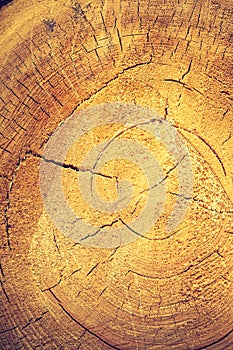 Vintage photo of background of sliced tree trun